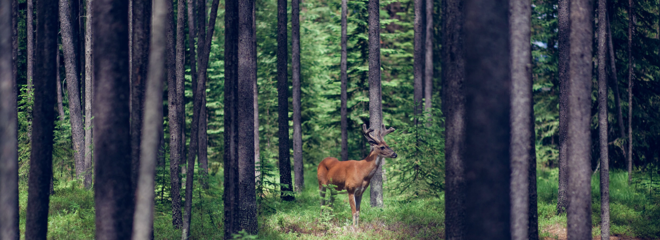 Sustainable furniture facts: forests are home to 80% of the planets terrestrial species