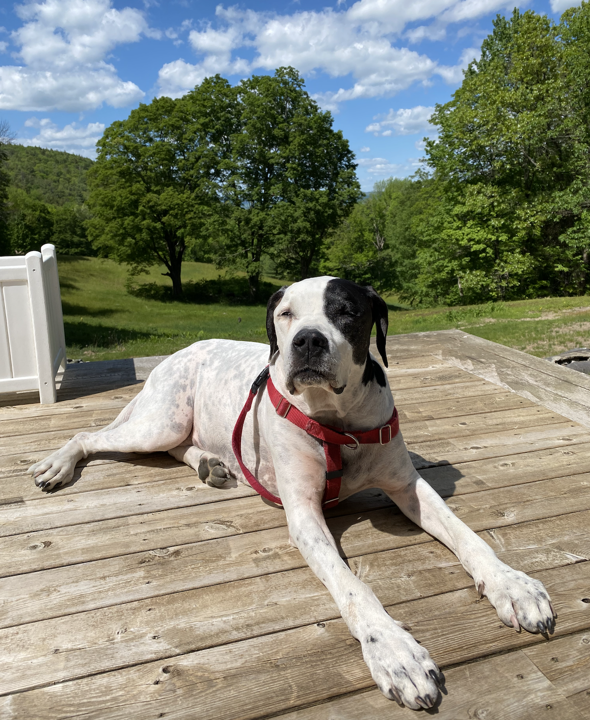 Jerbo was adopted at age 8 by Riley. He's still going strong as the VWS mascot at 13.