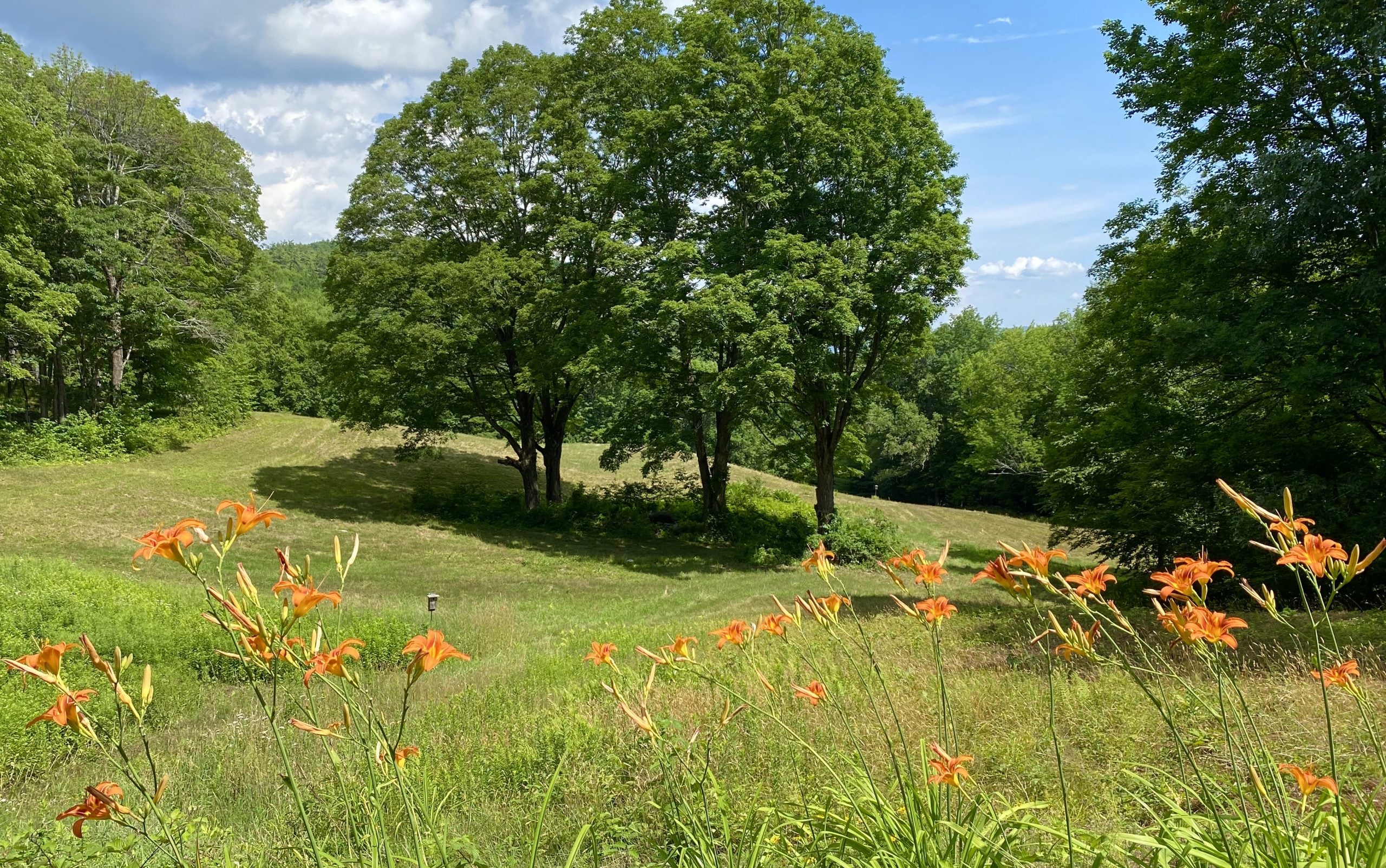 Maple Trees at our Stonehurst Showroom in SE Vermont