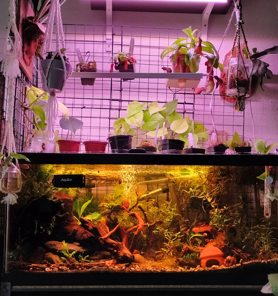 How to Make a Botanical Aquarium – Glass Grown Aquatics