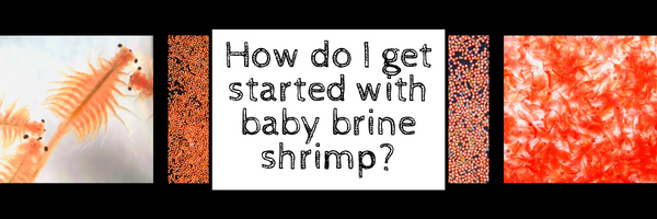 How do I get started with feeding my fish baby brine shrimp? – Glass Grown  Aquatics