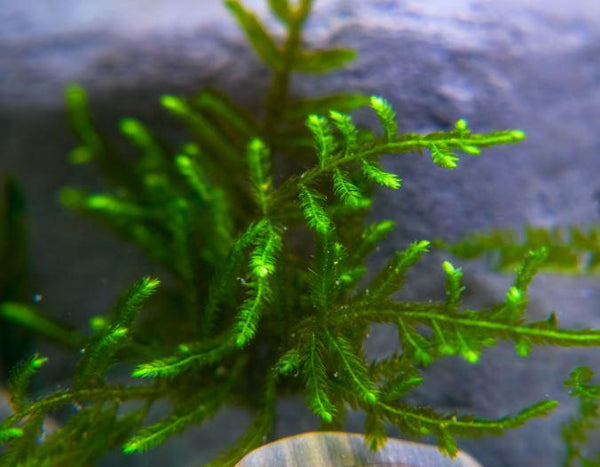 Christmas Moss vs Java Moss – Glass Grown Aquatics