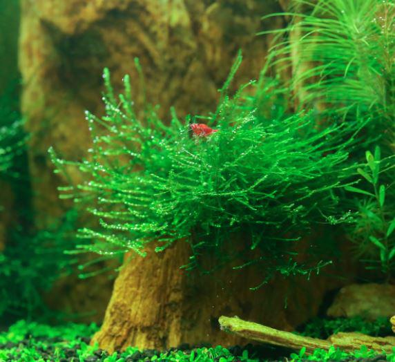 Christmas Moss vs Java Moss – Glass Grown Aquatics