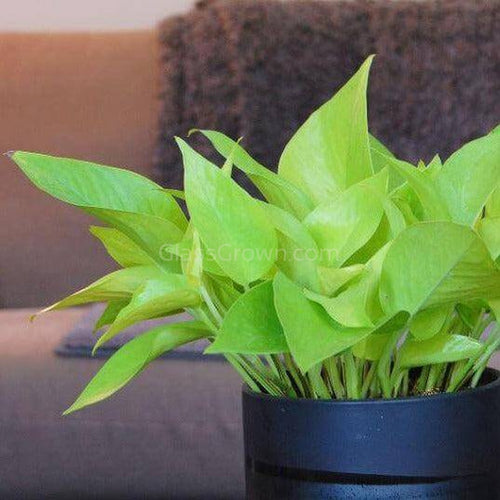 Grower's Choice Moss Plants 2 Inch Pot – Glass Grown Aquatics