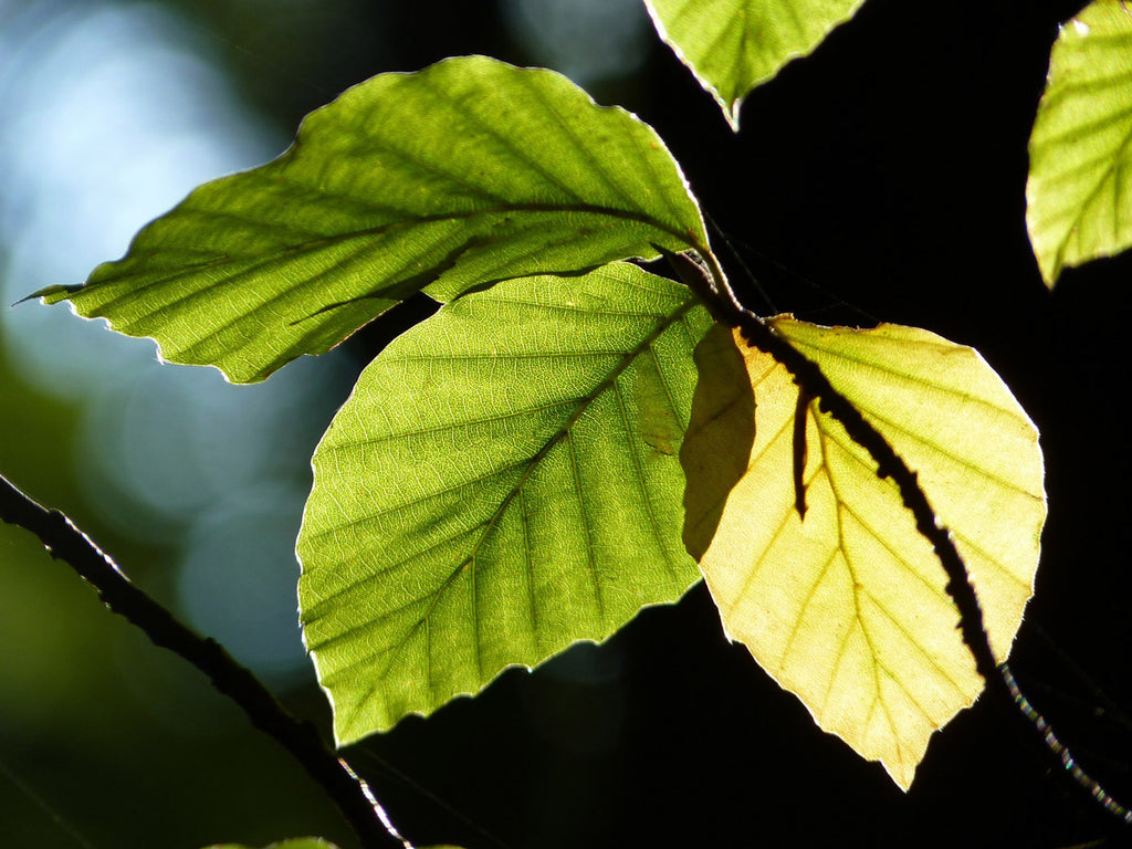 das blatt einer buche. die fasern sind ein veganer ersatz für wolle