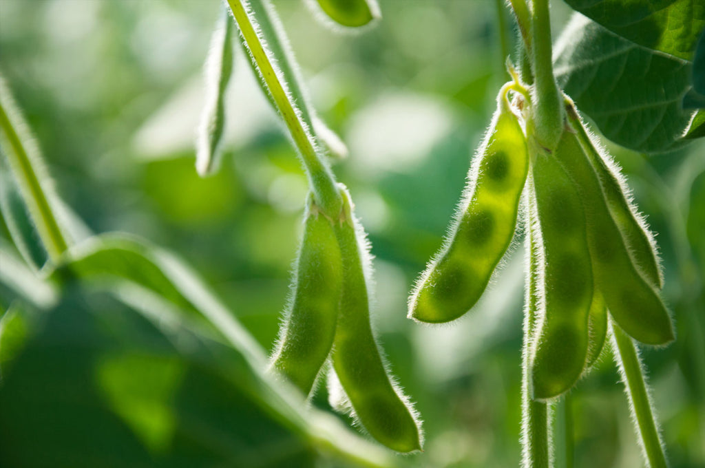 ein sojafeld. aus den abfallprodukten lässt sich ein ersatz für wolle gewinnen