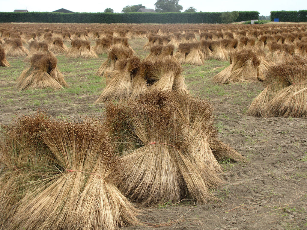 ein feld mit flachspflanzen zur leinenherstellung