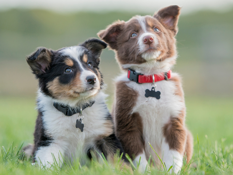 Two puppies outside in a field