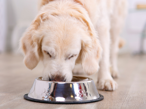 yellow lab eating food from a silver dog bowl