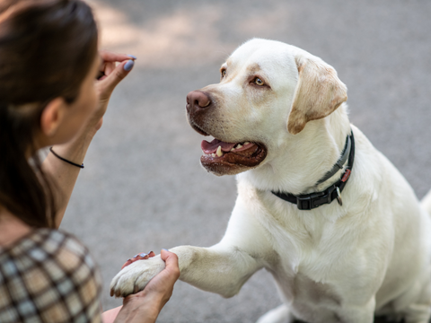 Dog getting a treat outside from it's owners hand