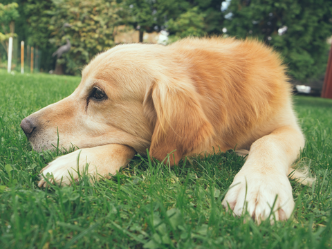 Fluffy yellow dog laying in the grass outside relaxing