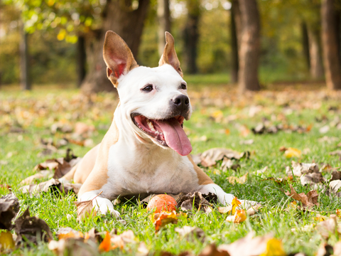 Sunny day dog