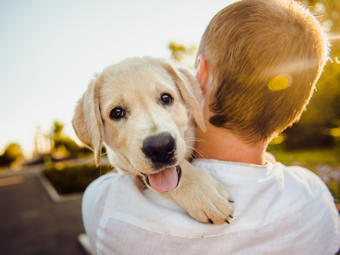 A puppy being carried by its owner