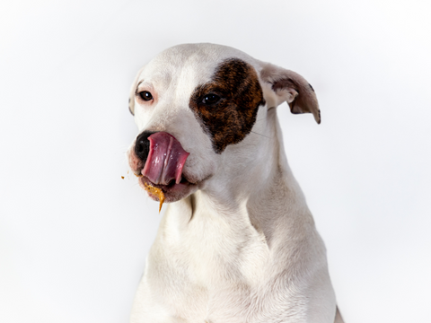 Brown and white dog licking its lips