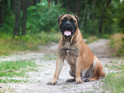 Brown dog sitting on a dirt trail outside