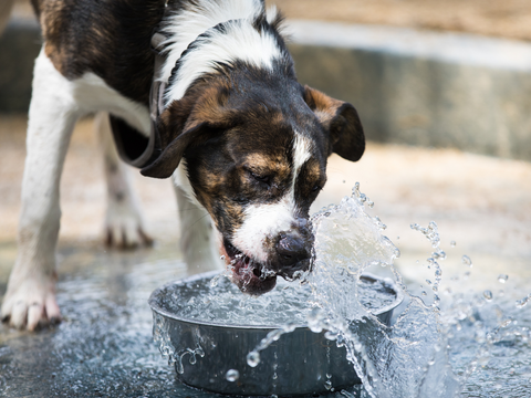 Brown and white dog drinking from water bowl