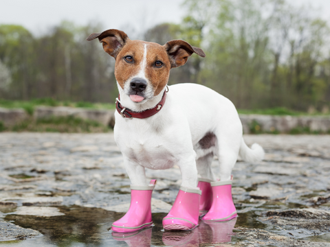 Brown and white dog with pink shoes