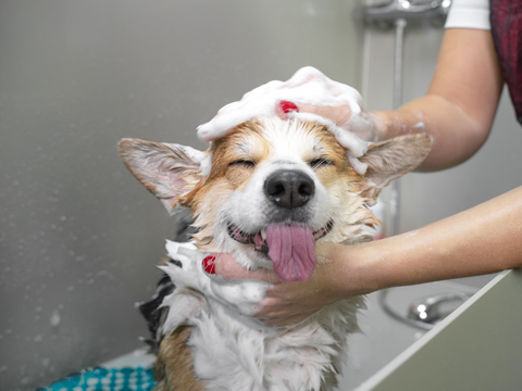 A dog getting a bath