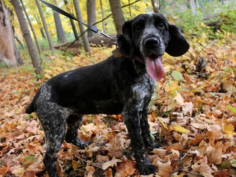 A black dog outside standing in leaves