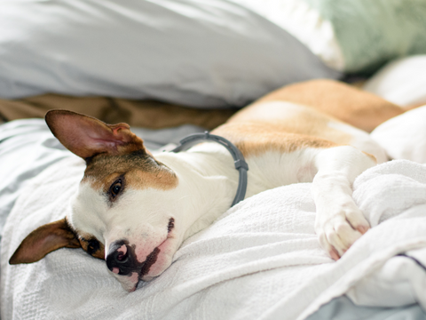 A dog in bed