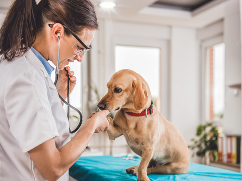 Yellow dog with veterinarian