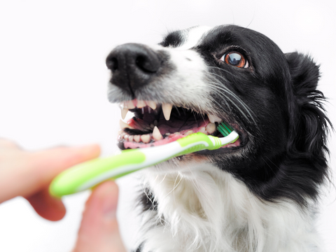 Black and white dog getting its teeth brushed