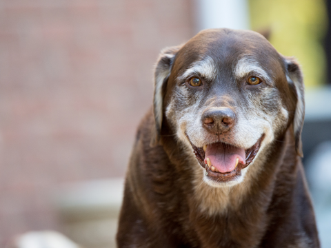 A smiling senior brown dog