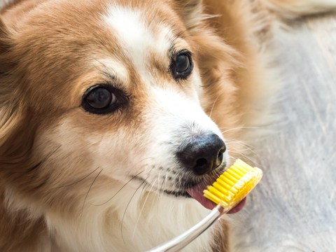 A puppy with a tooth brush