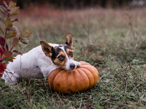 Brown and white dog with a pumpkin