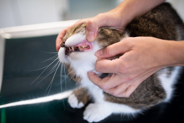 examining your cat's teeth