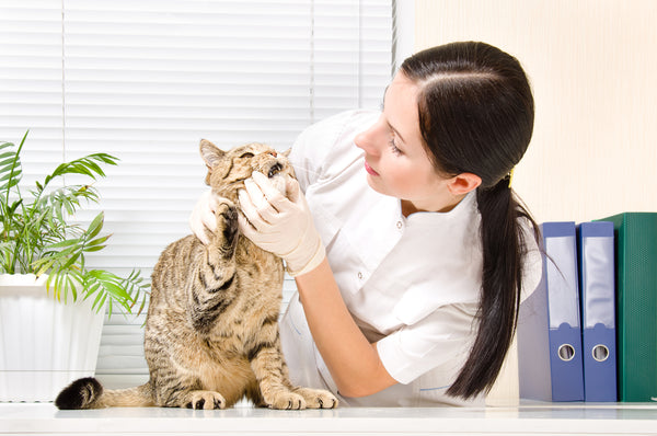 vet examining a cat's teeth