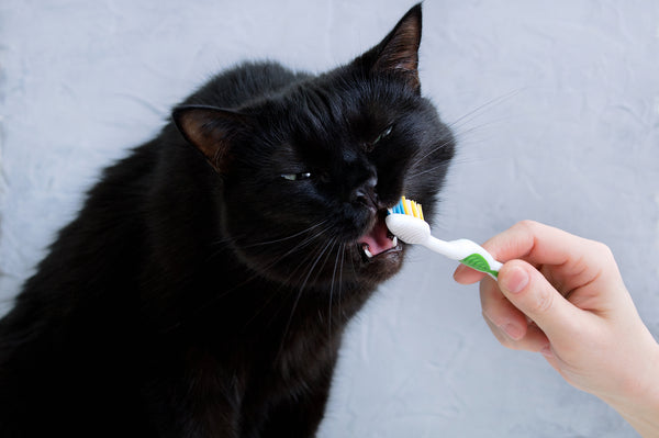 cat getting its teeth brushed