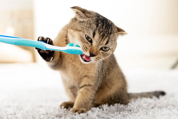 Cat chewing on a toothbrush