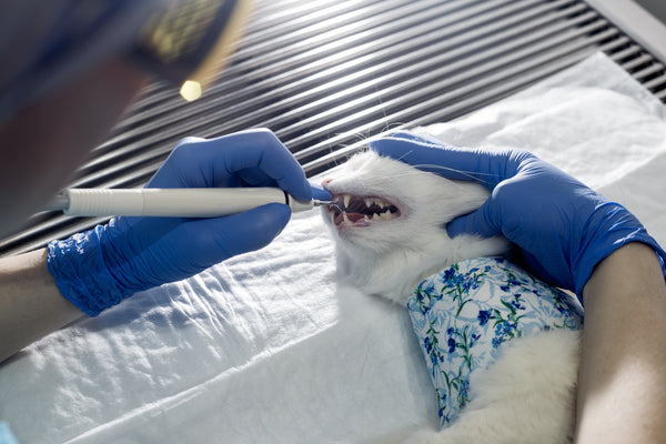 Cat having a dental cleaning