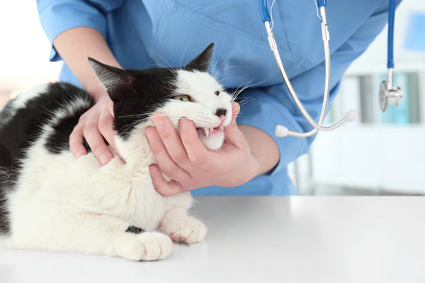 Dental checkup for a cat