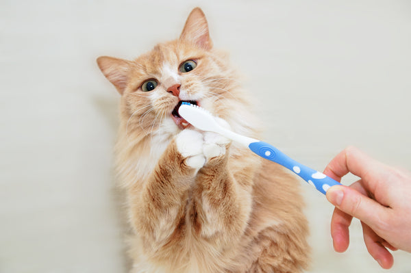 Cat getting their teeth brushed