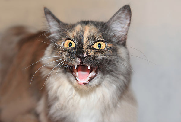 Cat hissing in anger, showing cat teeth