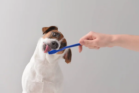 Dog licking a toothbrush