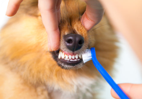 Person brushing the teeth of a small dog