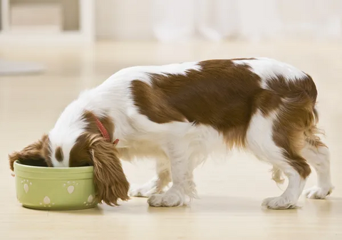 Small dog eating out of a pet food dish