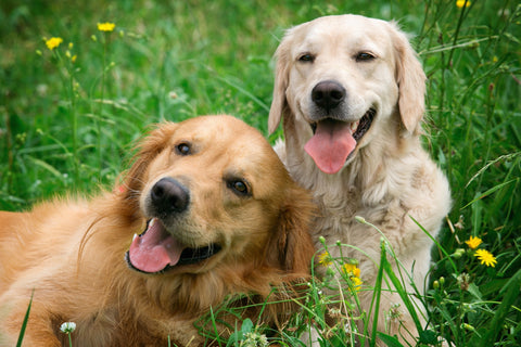 Two dogs with clean teeth from regular dog dental cleanings