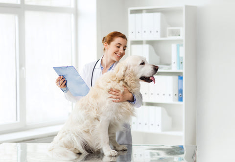 Vet examining a dog