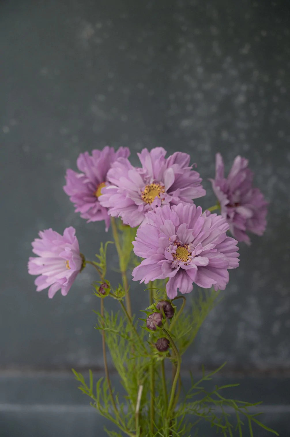 Cosmos “Double Dutch Rose” – My Cottage Garden