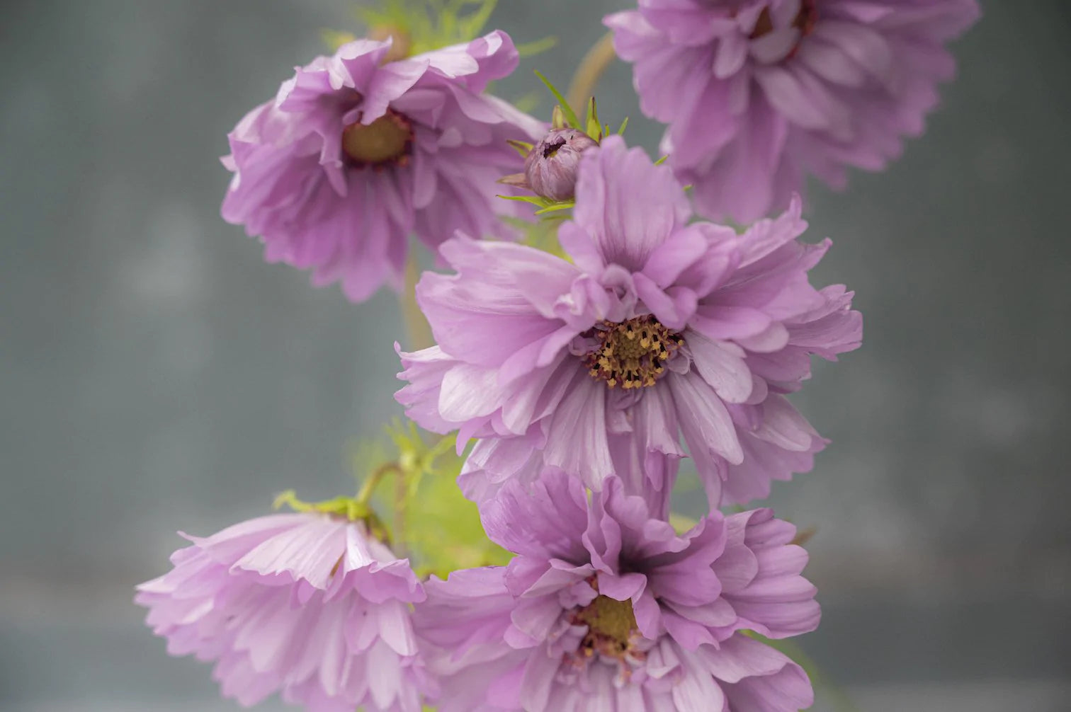 Cosmos “Double Dutch Rose” – My Cottage Garden