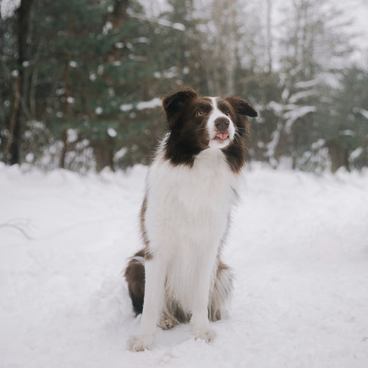 Winter Fashion Upgrade: Introducing IKAZZ's Trendy Lightweight Puffer Jacket