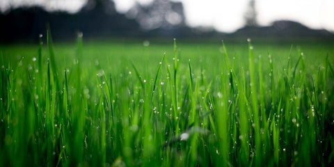 prato verde e agricoltura rigenerativa