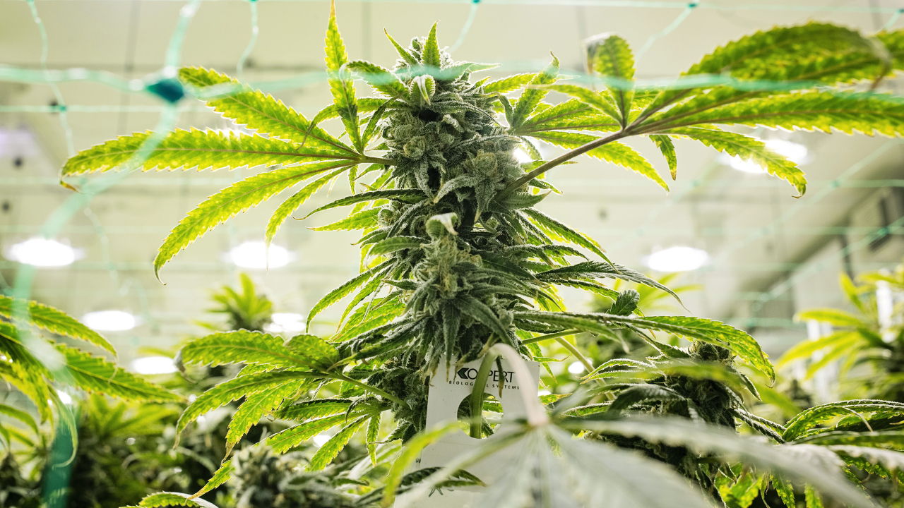 fiore cannabis indoor