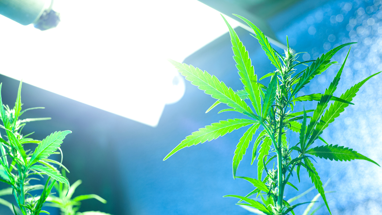 luce coltivazione indoor cannabis
