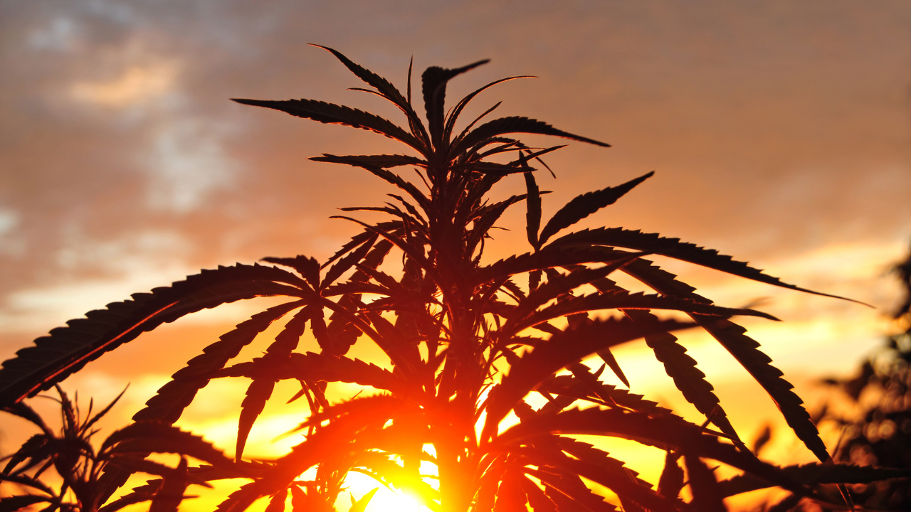 pianta di cannabis al tramonto