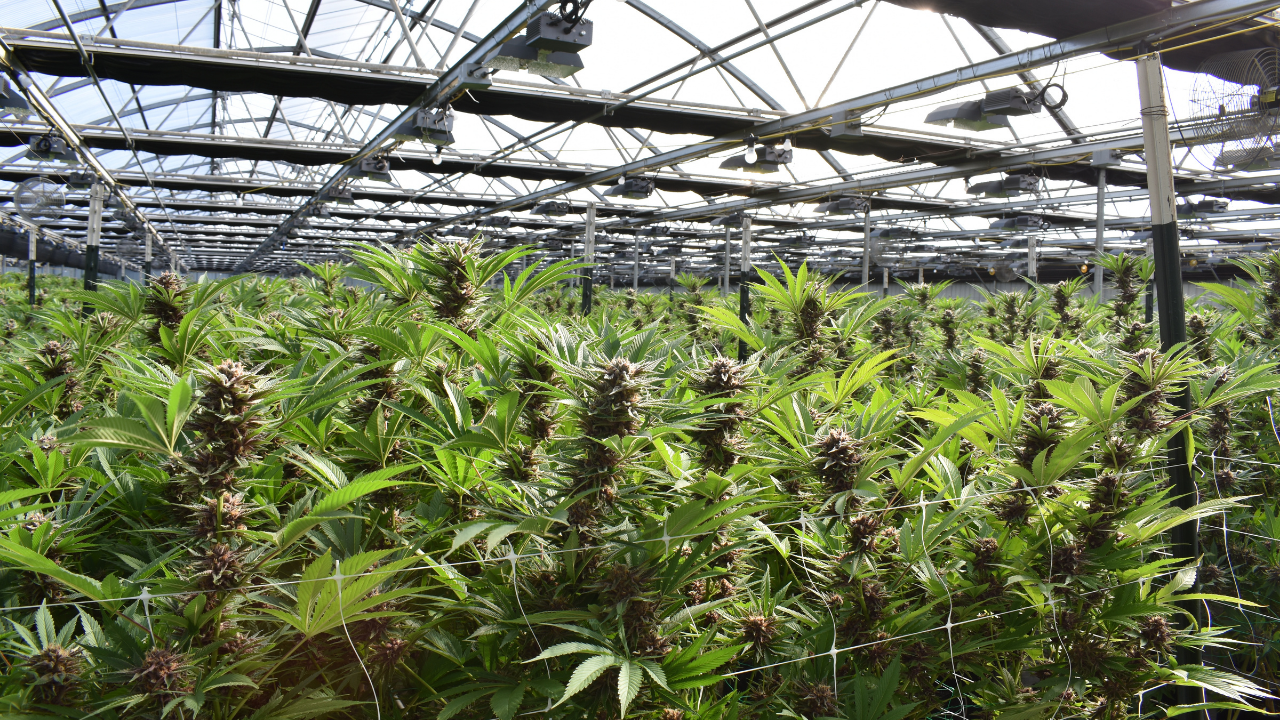 piantagione cannabis serra